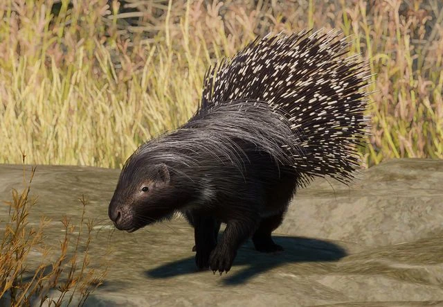 mightytapir's tweet photo. Quillpig, ready your mighty quills and skewer away! A poop-eating insect sans wings or eyes does not deserve the bracket prize!!  #2024mmm #teamporky https://t.co/UOQAll3Hnx