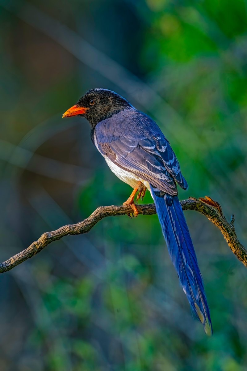 “A symbol of nature’s creativity: the Red-billed blue magpie.” #TwitterNatureCommunity #IndiAves #NaturePhotography #BBCWildlifePOTD #NatureBeauty #BirdsOfTwitter #Birds2024