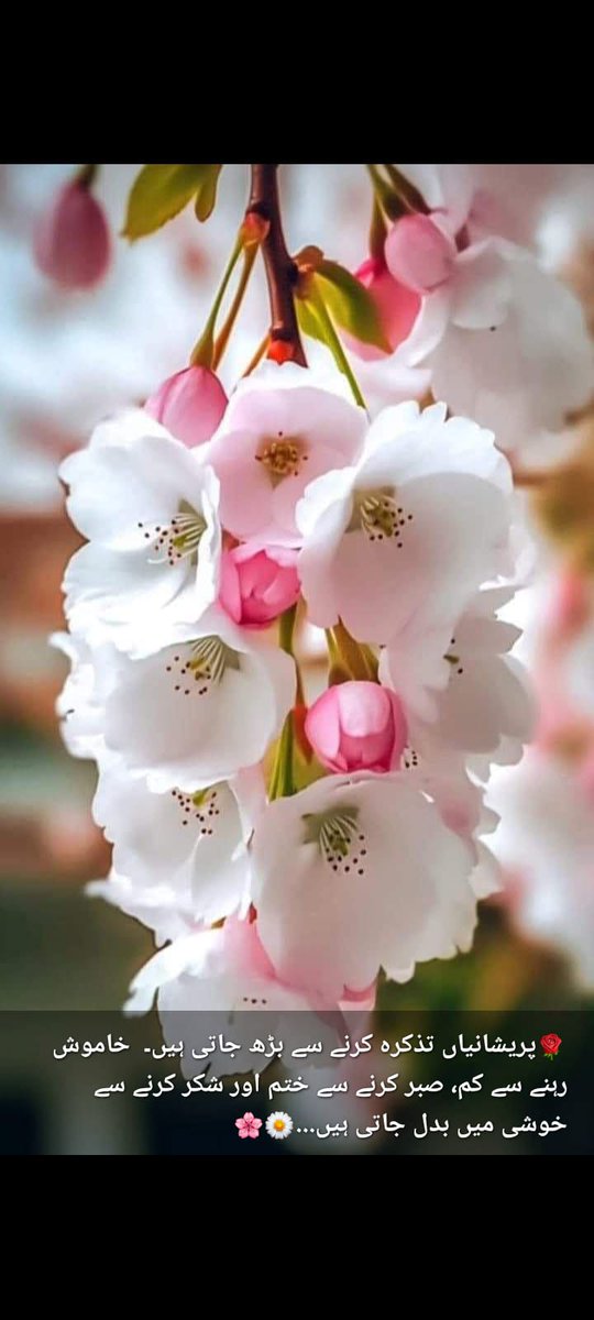 RealMahamX's tweet photo. السلام وعلیکم 🌹🌹
Good afternoon
Stay blessed https://t.co/TMpntj0JfR