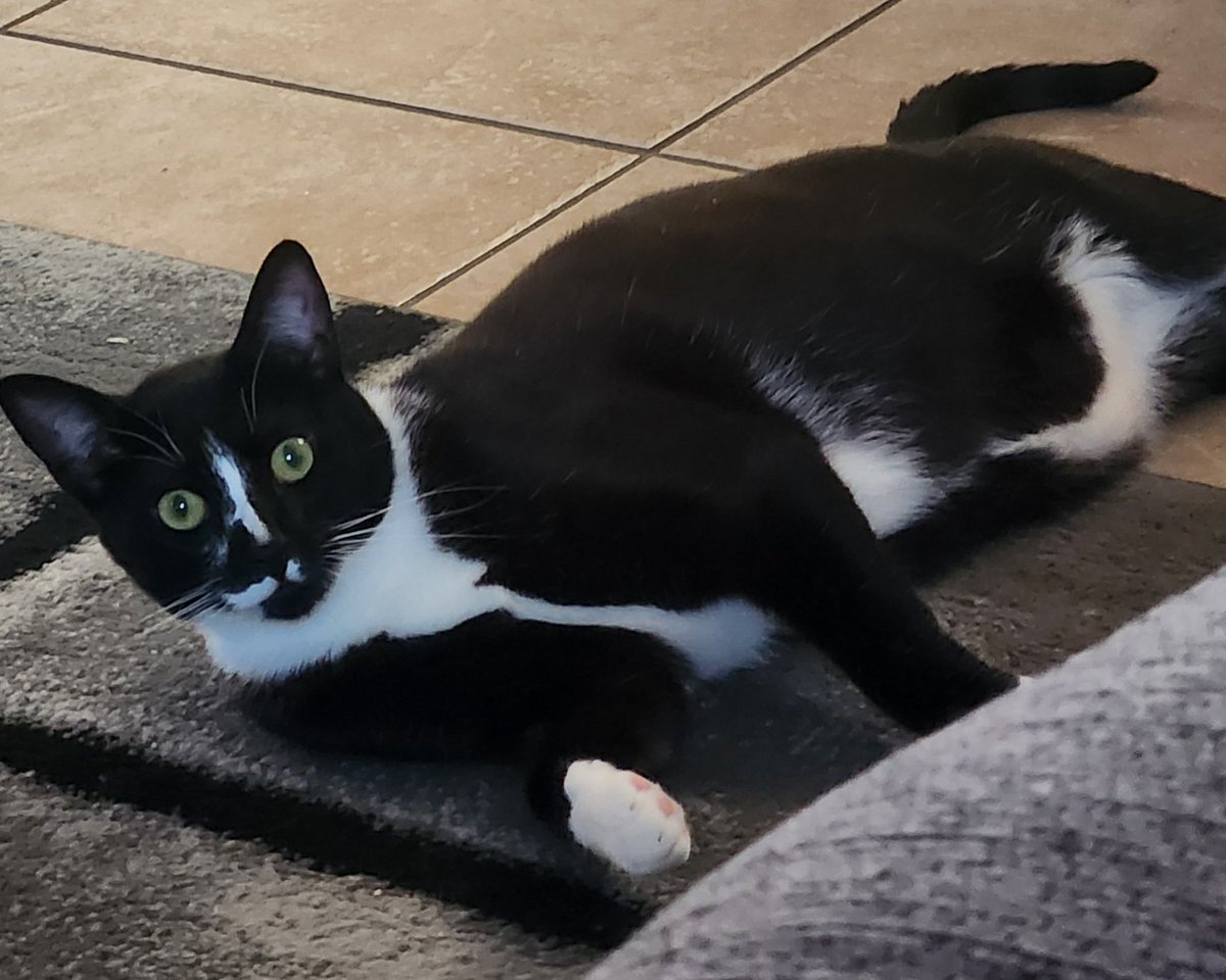 Hi, my Spike-y! 😍 You're just another one of our beauties! ❤️
#figaro #shadow #kitten #spike #catslife #tuxie #tuxiegang #tuxiesrule #tuxedocats #gingerkitty #bondedbrothers #CatsLover #BondedPair
#tuxedocat #caturdaycuties #AdoptDontShop #lovemycats #whiskerswednesday