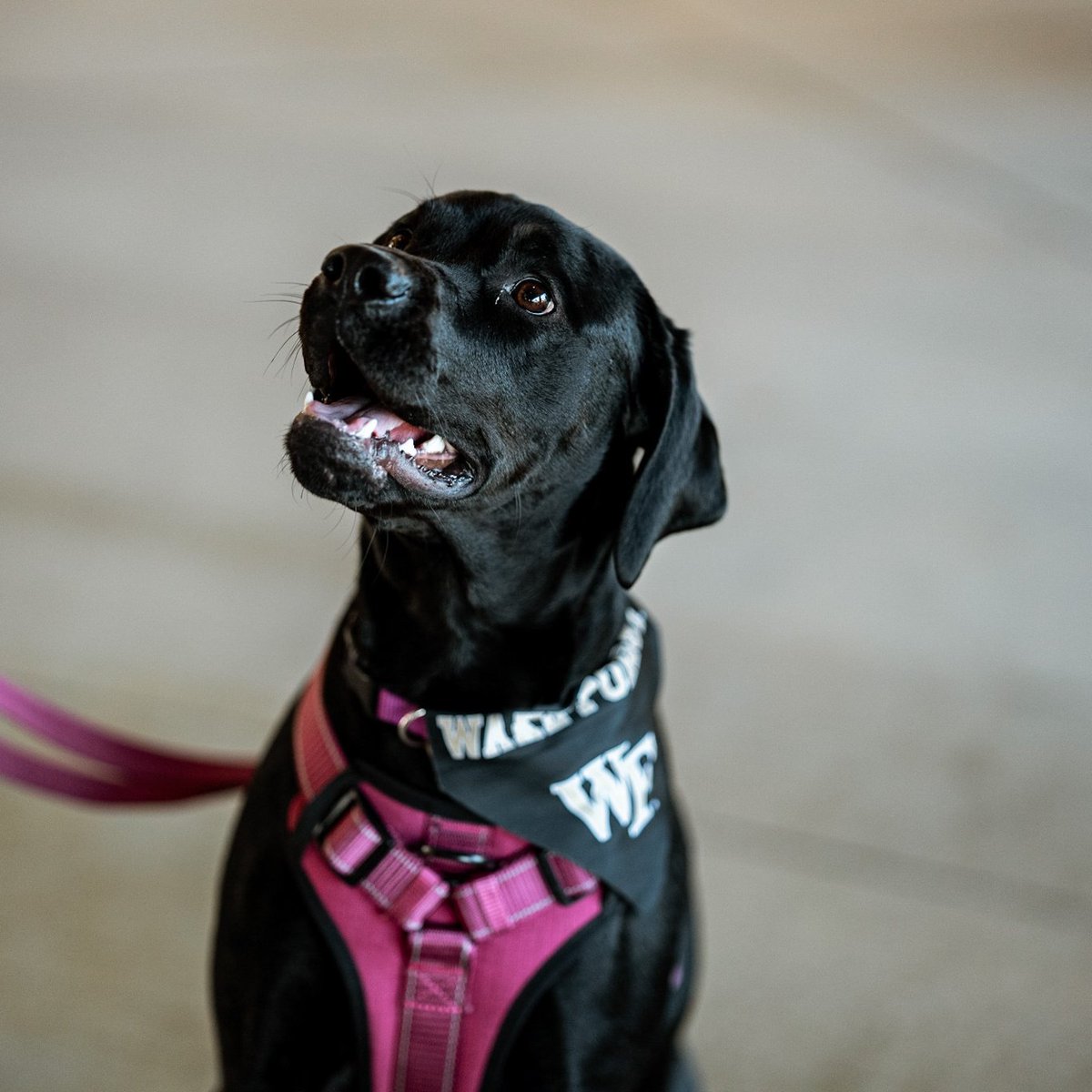 Us admiring the plate discipline in this inning

B7 | Wake 13, UL 7 

#MTFY | #GoDeacs 🎩