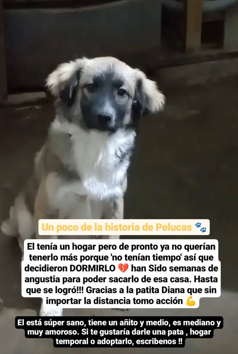 ticnt_'s tweet photo. Sus dueños decidieron dormirlo porque “ya no tenían tiempo”

Todo bien cuando era cachorro, ahora que ya es adulto, ya no lo quieren. Se hizo todo una gestión para que entregaran al perro.

Año y medio, sano, besucón y muy leal.
Talla mediana como cocker 

997515867 https://t.co/vudqDQpdUY