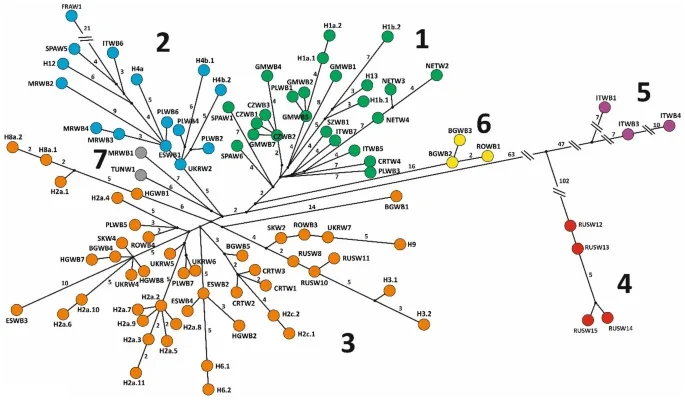 Haplotype network of boars