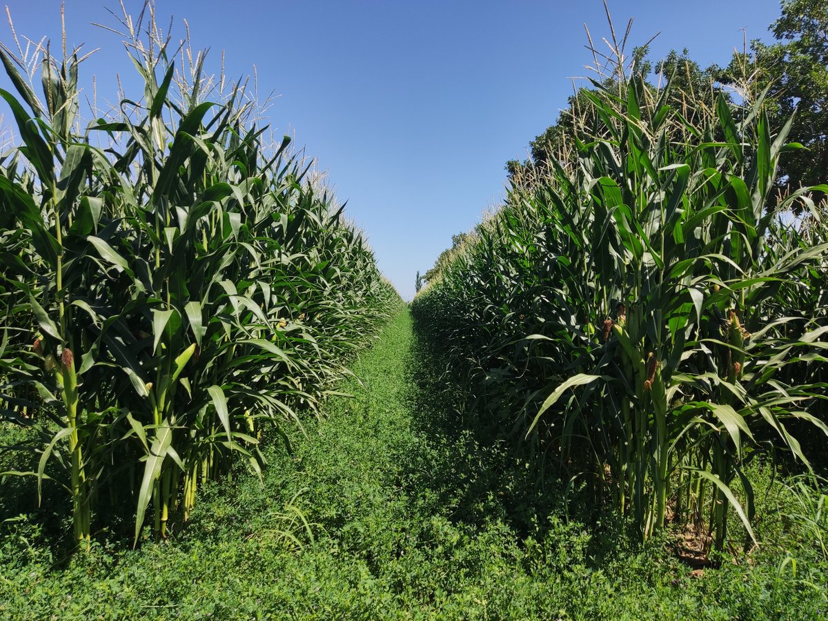 LANDSCAPE 2024: Deadline extension - Call for abstracts &amp; workshops until April 2, 2024. Welcome to join "Intercropping for sustainable agriculture" and other sessions. Landscape2024.org