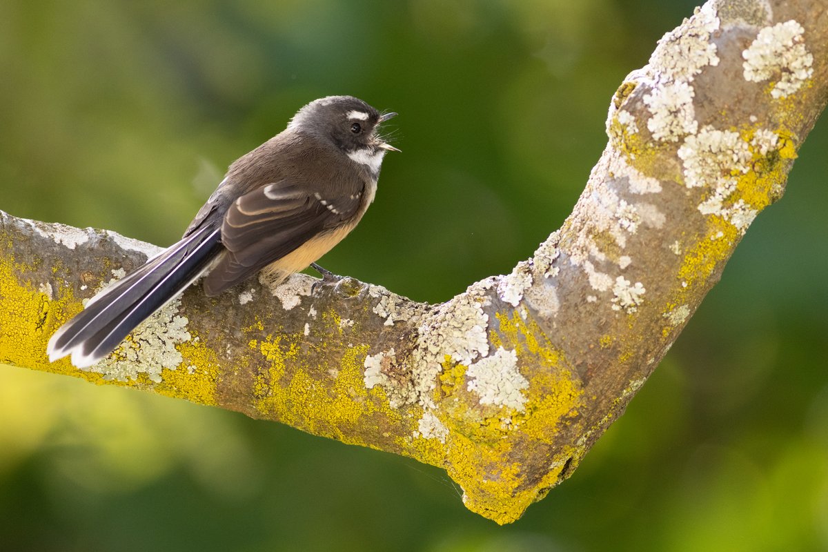 Pīwakawaka (NZ fantail) in full voice in my back garden. #birdphotography #TwitterNatureCommunity #birds #nzbirds #wildlifephotography #NaturePhotography #BBCWildlifePOTD #ThePhotoHour #PhotoOfTheDay #BirdsSeenIn2024 #Fantail #NewZealandFantail #Pīwakawaka