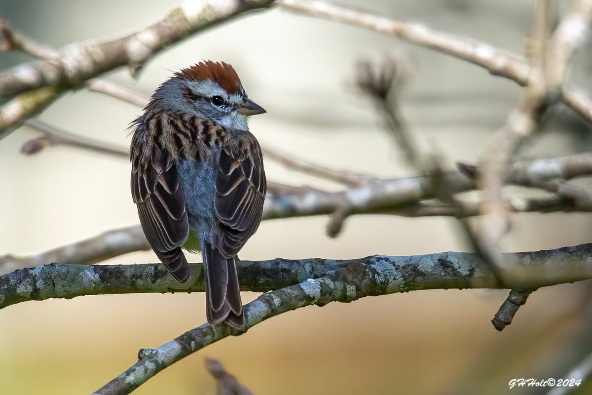 A Chipping Sparrow in the late afternoon sunlight.
#TwitterNatureCommunity #NaturePhotography #naturelovers #birding #birdphotography #wildlifephotography #chippingsparrow