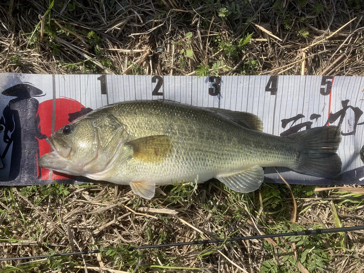 らびっとのBass time tweet media