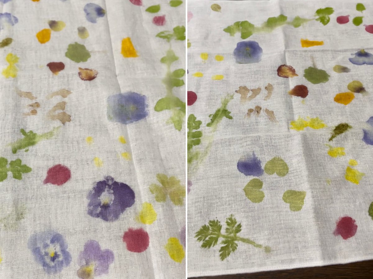 kusabanaasobi's tweet photo. 春の草花あそび会の準備の続きをしています。
ビオラ、ボケ、菜の花、カタバミ、ヤブジラミ、ハコベ、タネツケバナ、マリーゴールドなどでハンカチを染め（洗ったら色が落ちたり変わったりしてしまうので）そのままクマにします。
どんな色が出るか、出やすいか出にくいか、植物の色を楽しむ遊びです。 https://t.co/SjB7cW8N11