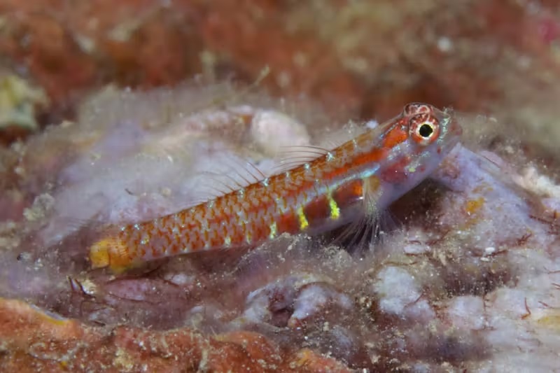 Marine biologist Mark Erdmann discovers his 184th new species in the #coralreefs of Samoa, underscoring the ongoing richness and importance of reef #ecosystems Read more: pasifika.news/2024/03/biolog…