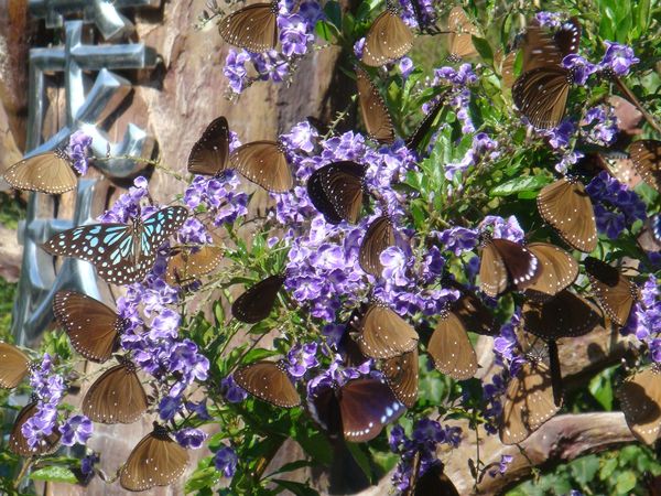 NOTICIASTaiwan's tweet photo. En estas imágenes miles de #mariposas púrpuras 🦋se observan pasando el invierno en el valle de las mariposas en #Maolin, en el sur de #Taiwán, donde hay por lo menos seis especies de mariposas y muchos lugares donde avistarlas.😍
Fotos cortesía de 交通部觀光署 https://t.co/RS6eykAK5k