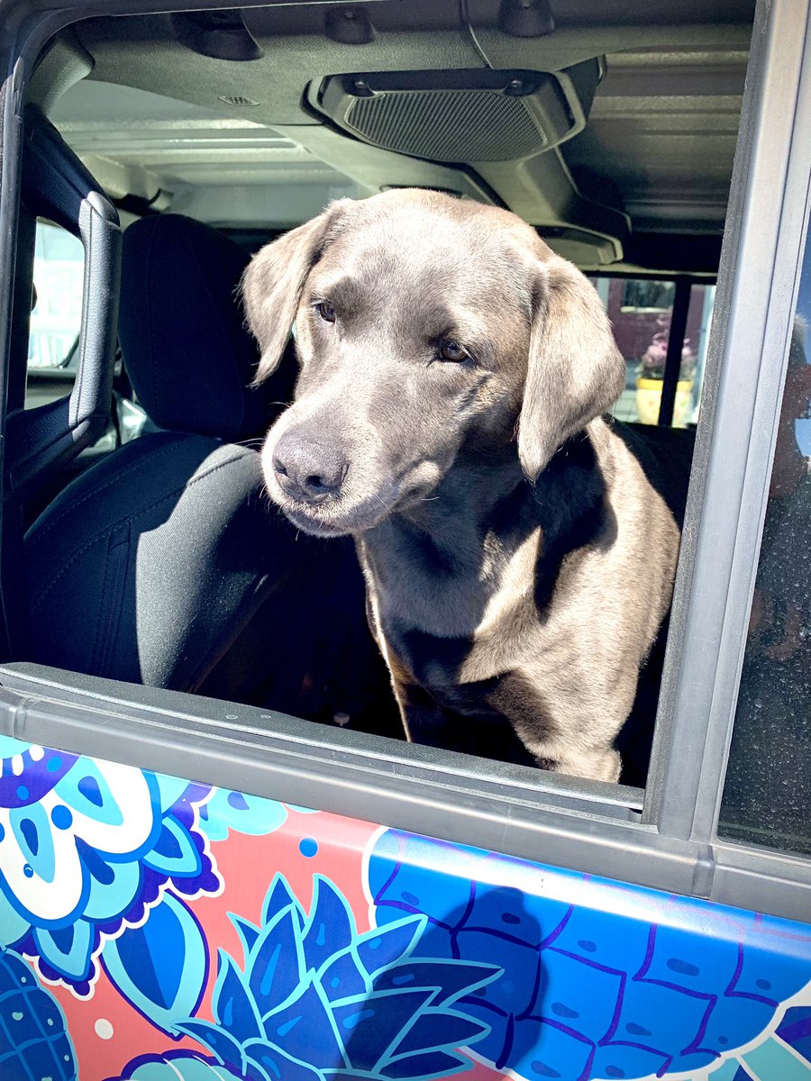 Studio24E's tweet image. Look who came to visit us today?! 🐾 Breeze, come to hang out, and greet our customers, (and our mail carrier Tamara)! Oh, and also Andrea from Simply Southern happened to be there too. 😉🤣😂🐾❤️
#simplysouthern #simplysoutherncollection #studio24e #individualstyle #maryland