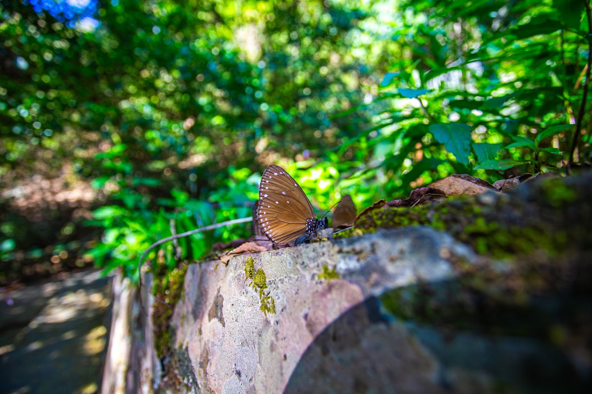 NOTICIASTaiwan's tweet photo. En estas imágenes miles de #mariposas púrpuras 🦋se observan pasando el invierno en el valle de las mariposas en #Maolin, en el sur de #Taiwán, donde hay por lo menos seis especies de mariposas y muchos lugares donde avistarlas.😍
Fotos cortesía de 交通部觀光署 https://t.co/RS6eykAK5k