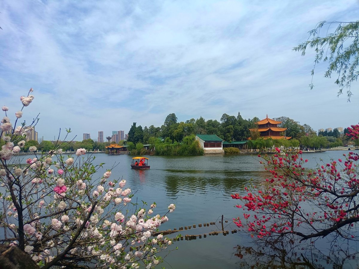 KunmingArea's tweet photo. In spring, Kunming isn't just a city with flowers; it's a city made of flowers. From the lush green belts to every street corner, the blooms are a vivid declaration of the season's joy. 🌷🏙️ #KunmingSpring #UrbanBlossoms #ColorfulCity https://t.co/GVUFJREpdu