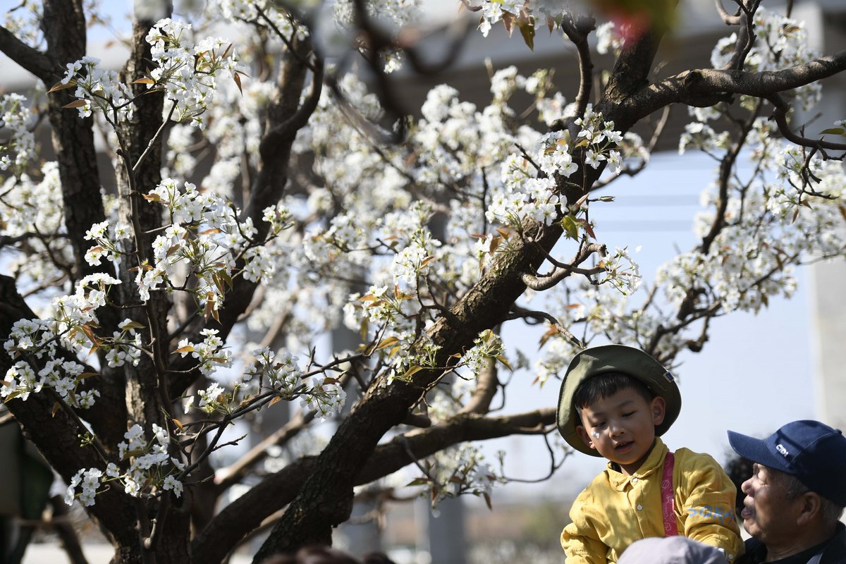 KunmingArea's tweet photo. In spring, Kunming isn't just a city with flowers; it's a city made of flowers. From the lush green belts to every street corner, the blooms are a vivid declaration of the season's joy. 🌷🏙️ #KunmingSpring #UrbanBlossoms #ColorfulCity https://t.co/GVUFJREpdu
