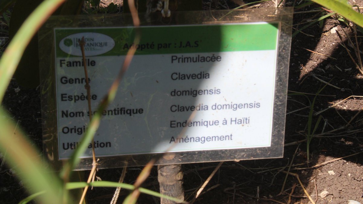 AcleddHaiti's tweet photo. 📌Avec plus de mille espèces comprenant les plantes indigènes, endémiques et exotiques, le Jardin botanique des Cayes reste un bastion de variabilité biologique.
#Reportage #AiresProtégées #JardinBotanique #Cayes #ACLEDD @FOKAL_Ayiti https://t.co/1E4P5ghCDS