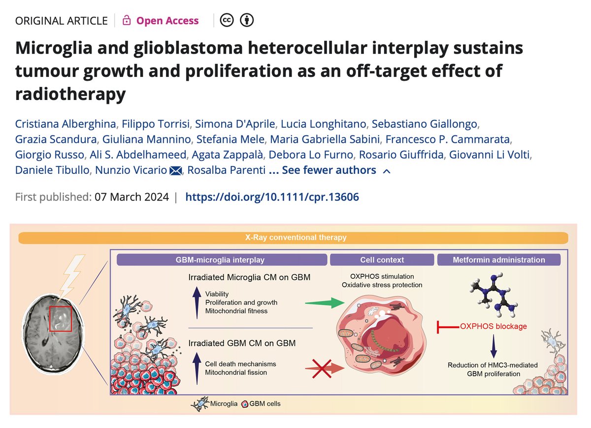 Cell Proliferation (@biscrm) on Twitter photo Dr. Nunzio Vicario <a href="/vicarionunzio/">Nunzio Vicario</a> and colleagues from University of Catania revealed that off-target irradiated microglia increase Glioblastoma viability, proliferation and growth, sustaining Glioblastoma mitochondrial fitness. Irradiated microglia-mediated effects on Dr. Nunzio Vicario <a href="/vicarionunzio/">Nunzio Vicario</a> and colleagues from University of Catania revealed that off-target irradiated microglia increase Glioblastoma viability, proliferation and growth, sustaining Glioblastoma mitochondrial fitness. Irradiated microglia-mediated effects on