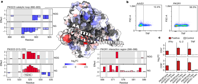 Base-editing mutagenesis maps alleles to tune human T cell functions nature.com/articles/s4158…