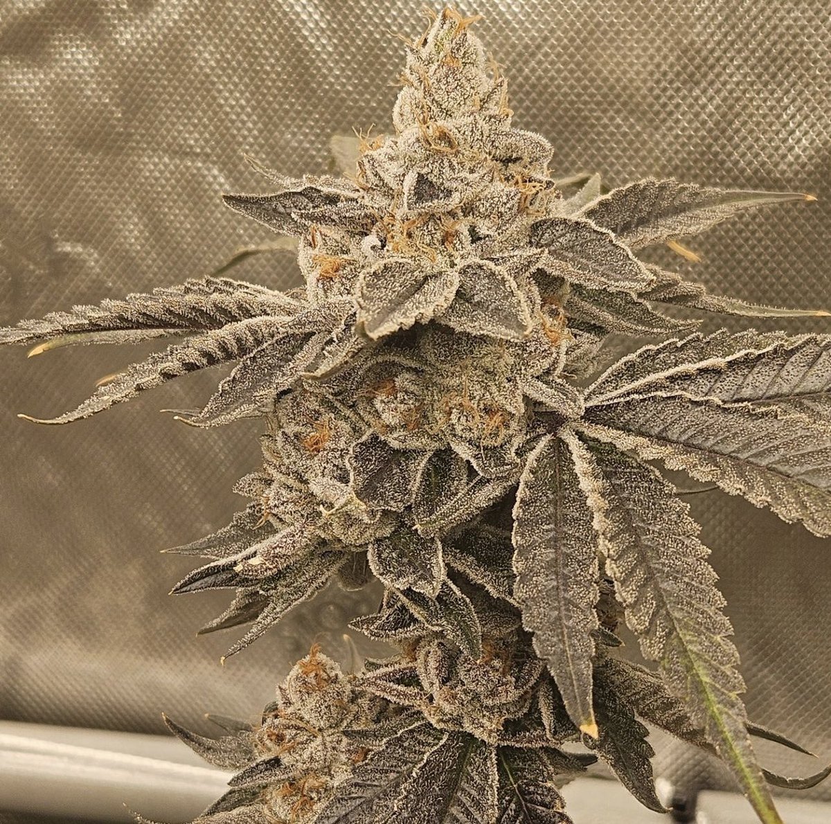 Fritter fuel just placed 3rd for indoor hybrid and 2nd for sun grown in the @errlcup here in Arizona. Available at greatlakesgenetics.com/spaceman-seedc… and also multiversebeans.com/product-catego… #CannabisCommunity #Homegrown #seeds #dank #fire #local #chronic #awardwinninggenetics #craftcannabis