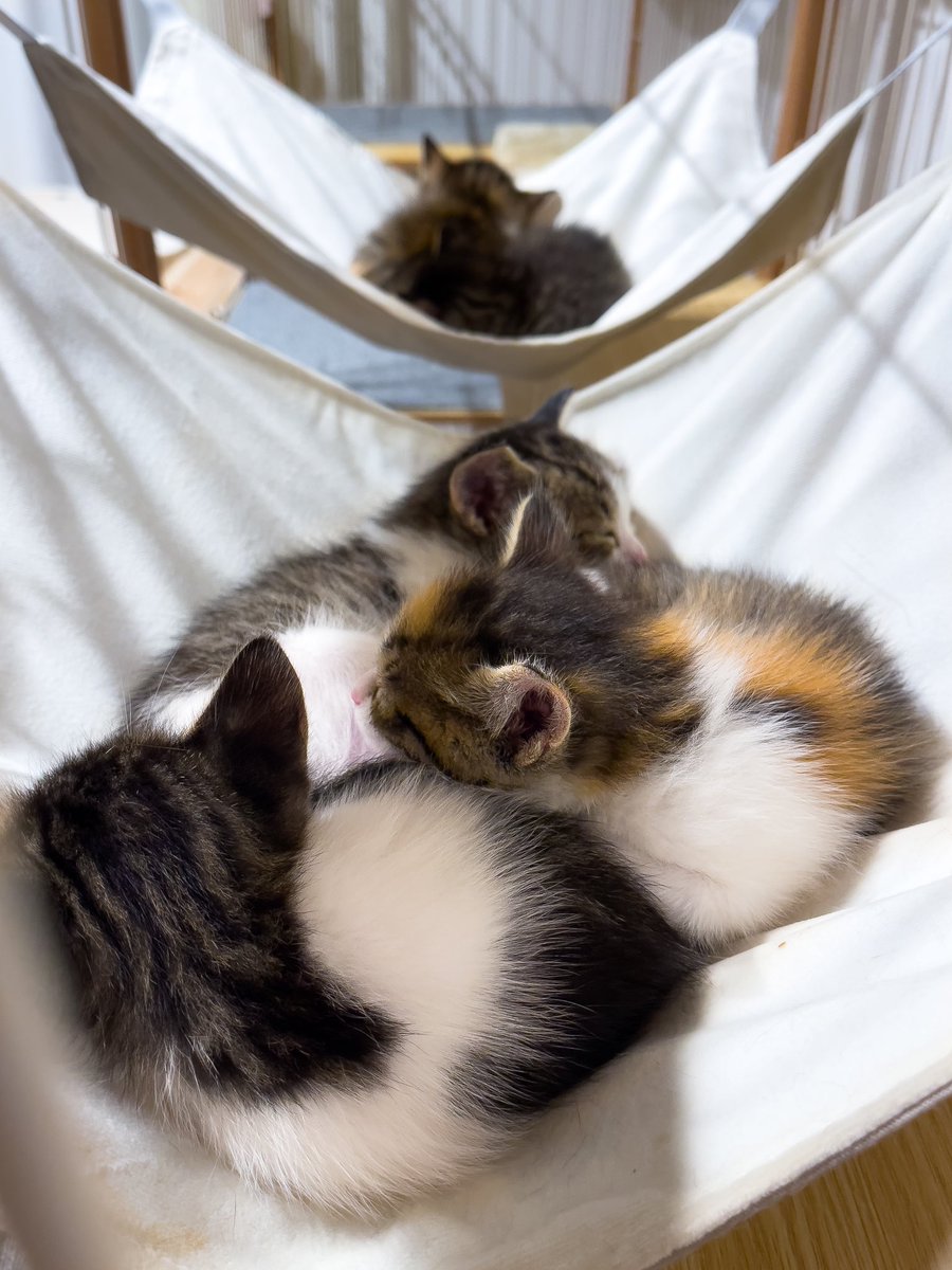 猫猫ハンモック❤️ #みんなでかたまって寝てます #保護猫 #三毛猫 #白サバ猫 #キジトラ猫