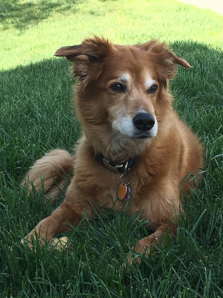 Firby913's tweet photo. @contextdogs Whiskey https://t.co/kLcOlfasJo