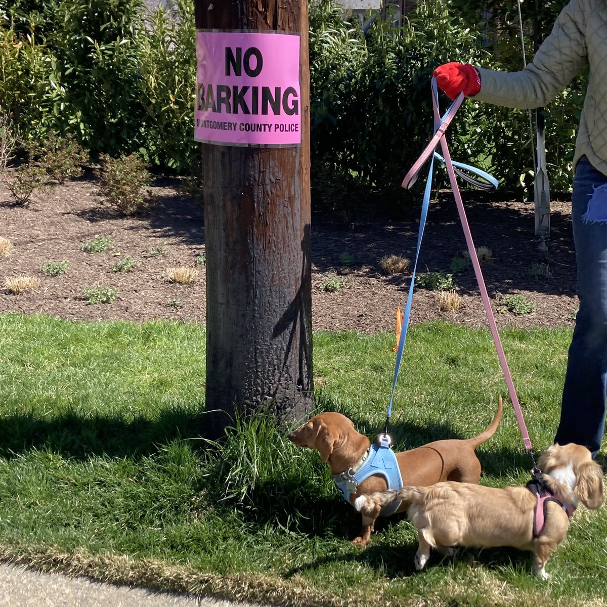 🚫📢🤫 Say what?!? No barking???? Not sure if this was a 😹 joke or a printing typo as there were lots of ‘No 🚘 Parking’ signs 🪧 in this neighborhood but we had a good laugh and these two doxie dogs were following the letter of the law! #NoBarking