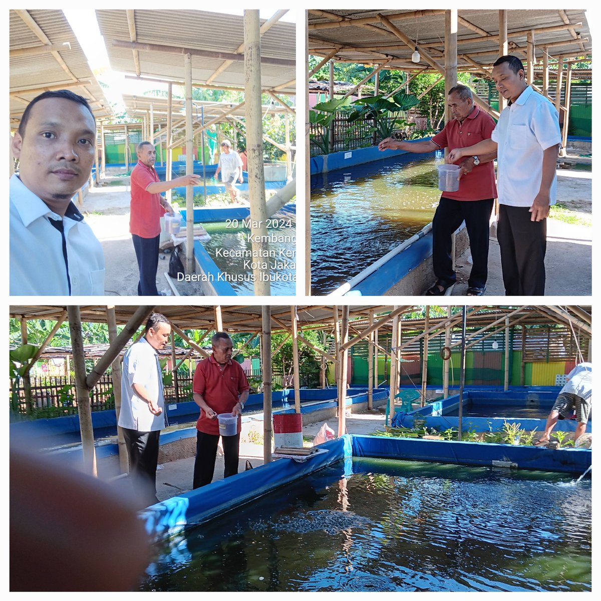 adirizky25542's tweet photo. Kamis (14/03/2024) Adi Surahman Luhkan Jakbar pembinaan dan pemeliharaan dengan pemberian pakan pelet pada ikan nila dan gurame Pokdakan GSG 07
#luhlaporsatminkalbogor #pusluh
#luhlapor #bppsdmkp https://t.co/PD03vhY5Mc