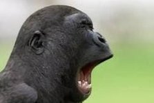 Kween_Anova_RPm's tweet photo. What animal is this? Don't forget to QRT your answers (at least three words). The right answers (with images) will be revealed LATER!

#PhoenixFlamesUnleashed #SPCAmbassadorAndAmbassadress2024 #SPCVista2024
#NagYYZAngKorona
#VISTAcoroNATion https://t.co/lPWle2qhTv