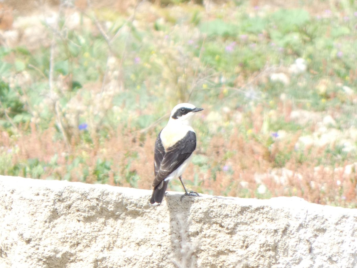 Wow! A western black-eared wheatear. Paphos headland yesterday. When trying to ID the merlin app wouldn't suggest this bird should be here at this time. So guessing this was a very lucky spot! 😊😍👌
