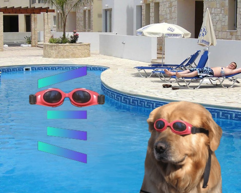 doginthpool tweet media