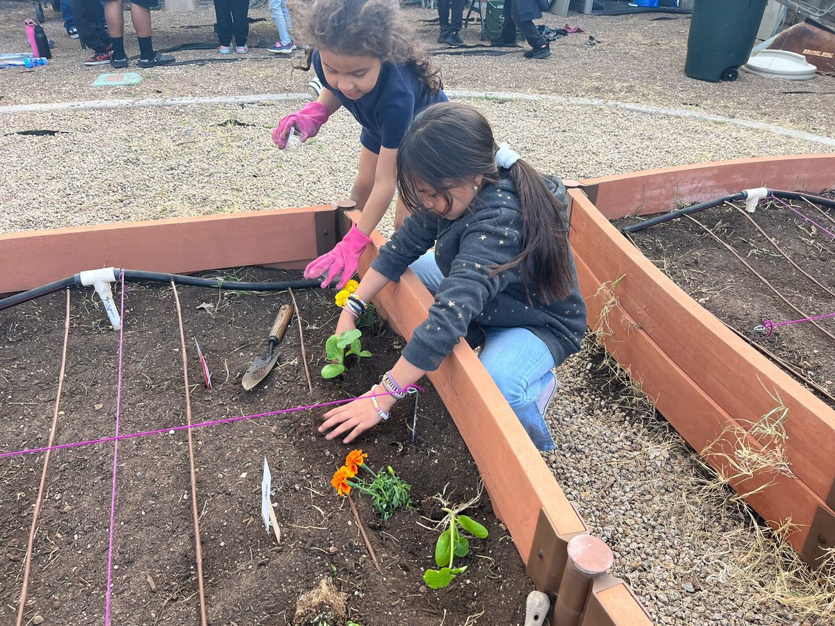MentorkidsU's tweet photo. Nothing tops off the first spring day like gardening! On Tuesday, our Palomino students spent the afternoon cultivating squash, basil, and marigolds. A splendid day in the soil! . 
#planting #firstdayofspring #palomino #MentorKidsUSA https://t.co/01pGZkeKjs