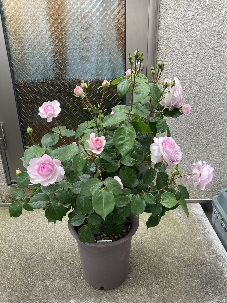 こんにちは。
すっきりしない空ですが、氷点下にはならないようです。春はまだかな。
大苗で買ったバラちゃん葉が展開してきてるので、今年1回目の消毒。ダコ1000です。

去年の「オリビアローズオースチン」