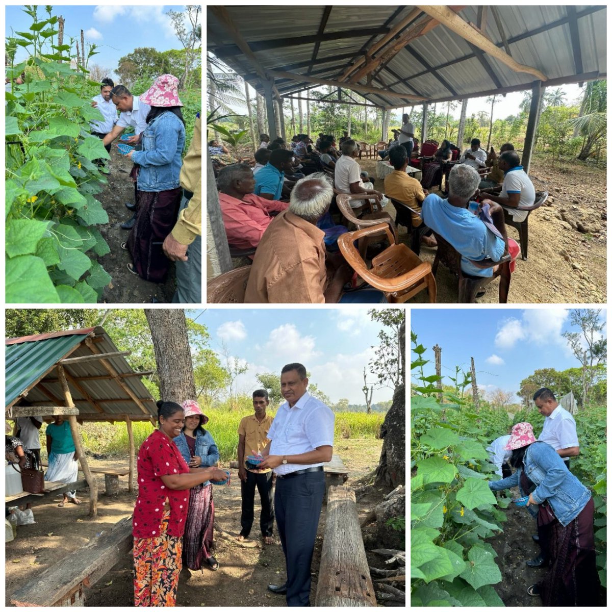 ShardhaSosa's tweet photo. Visit by the DG of the Agrarian Services Department to get an idea of this $10mn export industry. I must add that the entire department has been extremely supportive.
#agriculture #gherkins #cornichons https://t.co/Wa5N0iGgf6