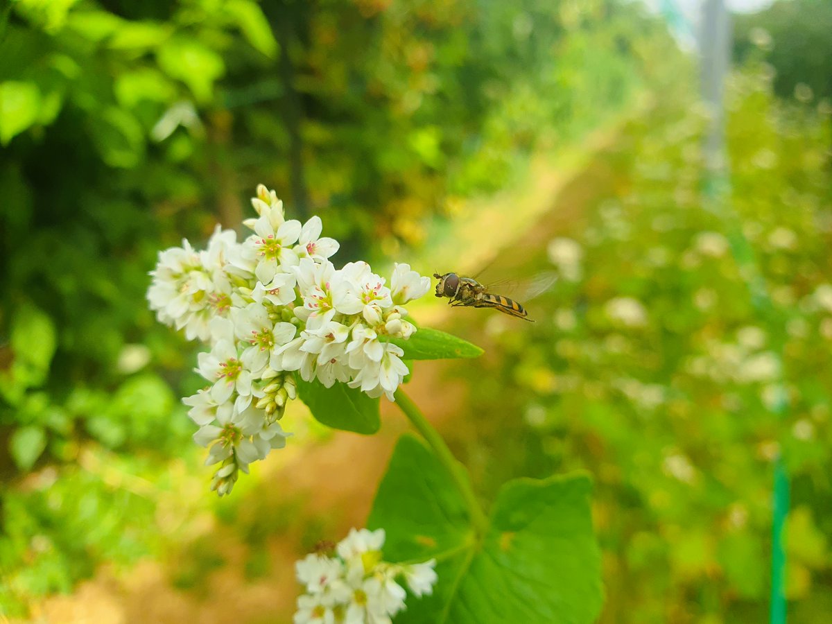 Direct Fly-t path
This hover fly is helping manage pests in plant strips alongside raspberries for a research project to address 'Integrated pest management approaches to address pest challenges in raspberry and blackberry’. A strategic levy investment of @hort_au. 
@hort_Au