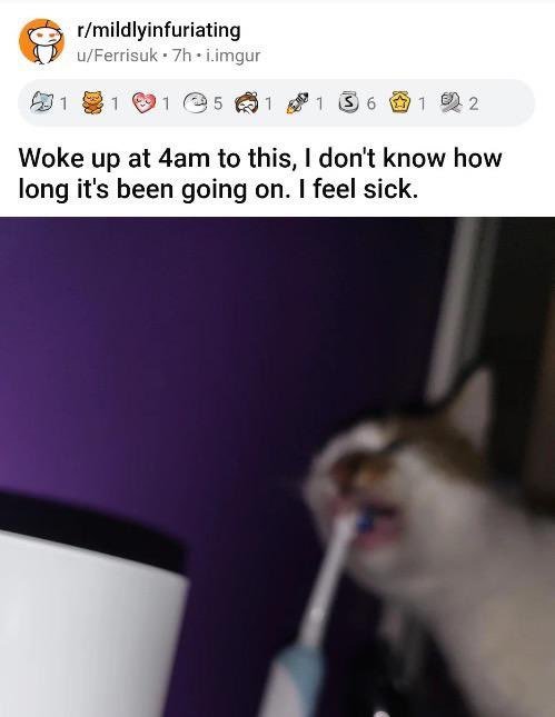 mischiefanimals's tweet image. 