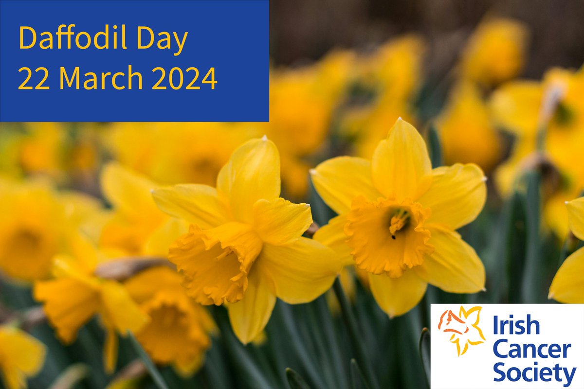 It's #DaffodilDay today. On this day we all come together to fight cancer. If you can please donate at the link below. tinyurl.com/3n6vkkfn