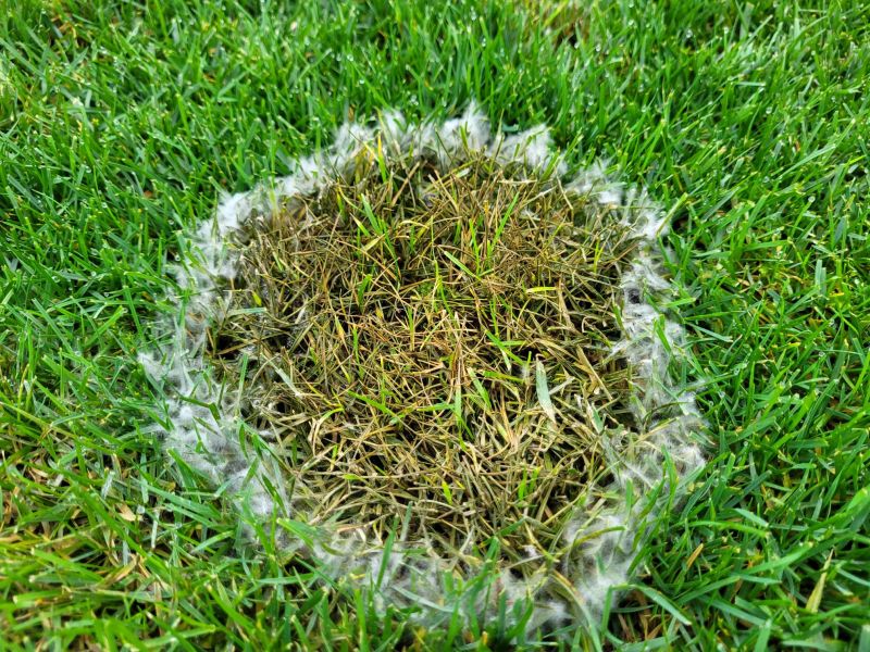 Calling all turf managers 📣
In order to develop solutions that meet the evolving needs, we need your input 🌱
We invite you to fill out this survey about diseases 👇
lnkd.in/d5aVswMb
(Language preference can be adjusted in the opper right corner)