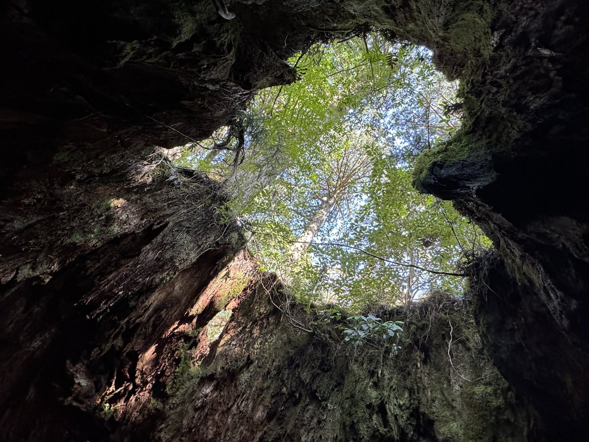 min0_765's tweet photo. 屋久島🌱🪵🤍 https://t.co/VF4iPdhOof