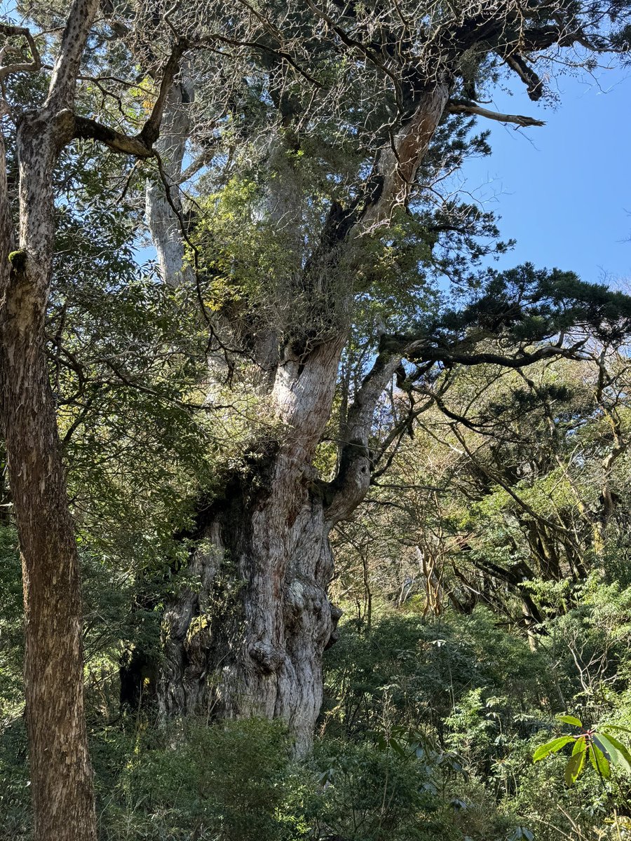 min0_765's tweet photo. 屋久島🌱🪵🤍 https://t.co/VF4iPdhOof