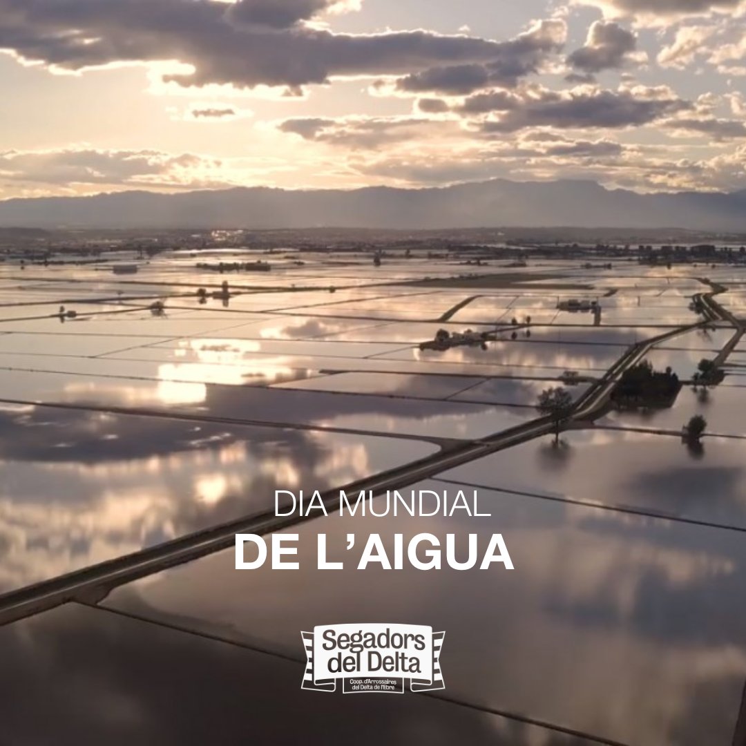 💧Avui és el #diamundialdelaigua , un element molt important en la nostra vida i que fa possible el cultiu del nostre arròs. L'aigua del #DeltadelEbre banya els nostres camps, preservant una tradició que ens alimenta i defineix.
Cuidem cada gota i protegim aquest tresor natural🌾