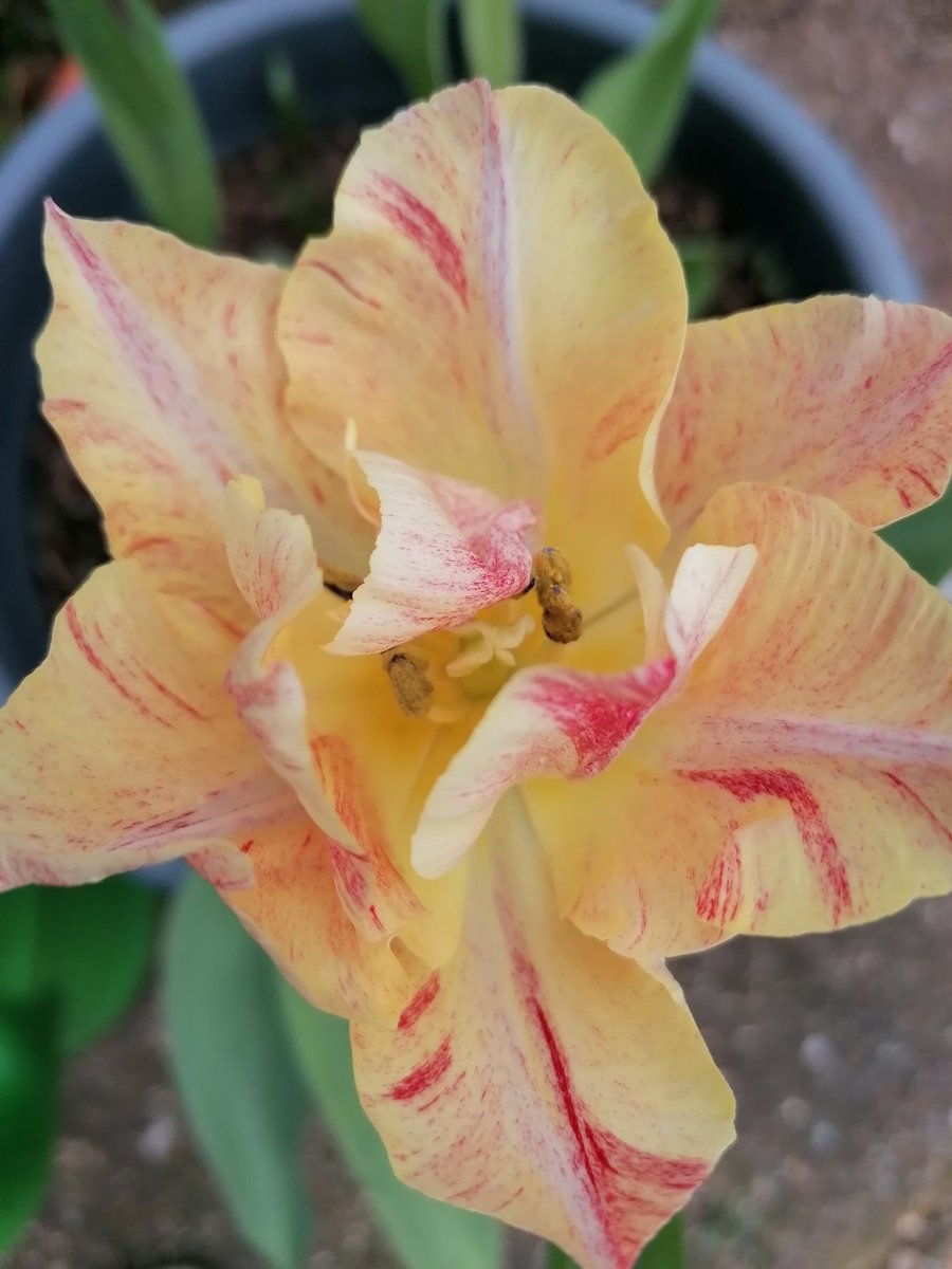 My first tulip flower in the garden, soon to be followed by many more! #floraphotography #flowers #ukflowers #ukgardens #gardeninspiration