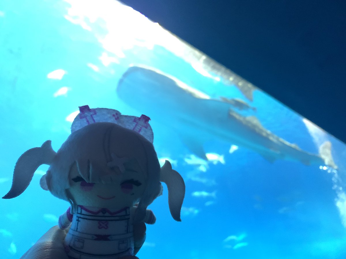 Yatsu_hash1's tweet photo. ほーら健屋、ジンベイザメだよ。 https://t.co/xIan2rAhvU
