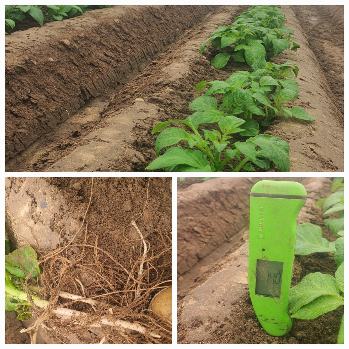 Well, well <a href="/HomeFarmNacton/">Home Farm (Nacton)</a>. Looks like things are actually growing. Is that the beginning of ti we see...... (full disclosure, Peer planted January) for <a href="/marksandspencer/">M&S</a>