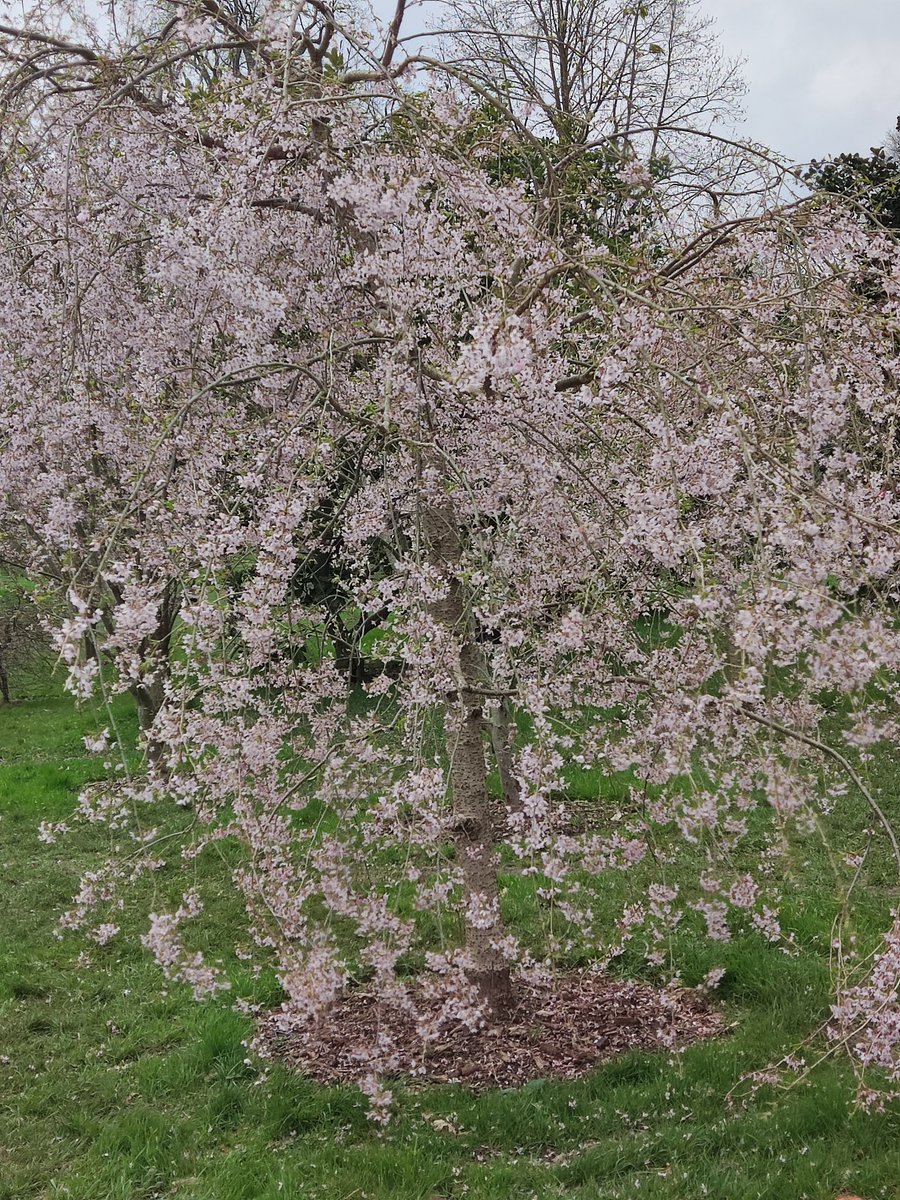 #FlowersOnFriday and more blossom 🌸💮 at #KewGardens yesterday, just gorgeous. Have a great day and #StaySafeStayHealthy☕👟🙋🏼