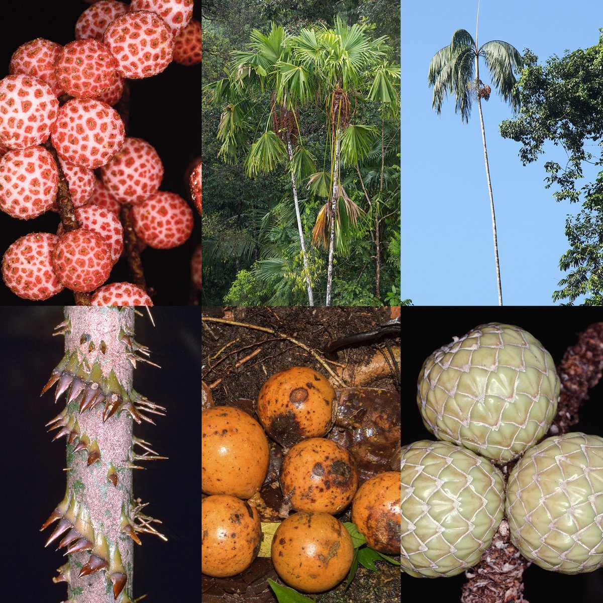 A whopping 726 page, fully-illustrated new book brings together 20 years of study on 'The palms of New Guinea' - all 250 species! 🌴🌴🌴 Check out some our favourite New Guinea palm stories and download a PDF copy of the book for FREE 👇 kew.org/read-and-watch…