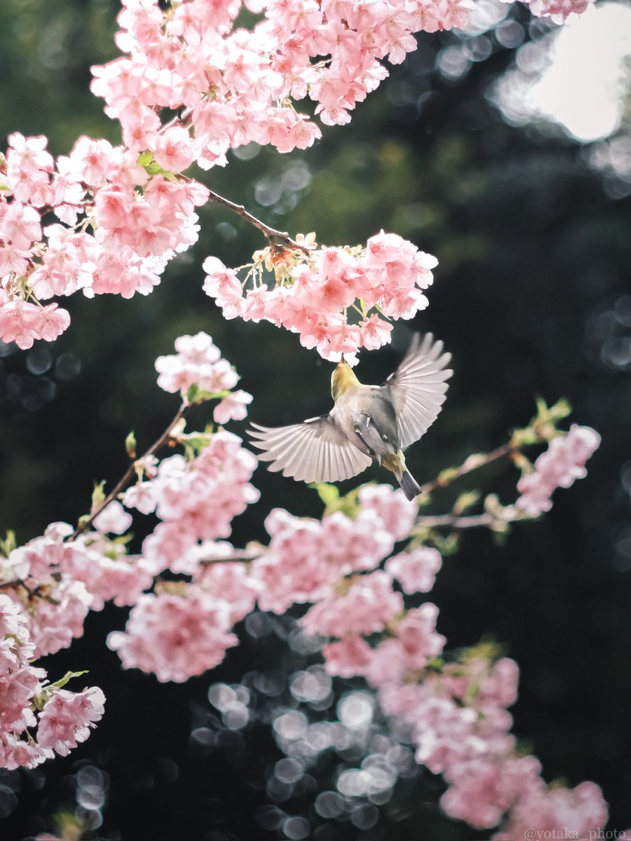 広げた羽根が美しい #河津桜 #fujifilm #オールドレンズ