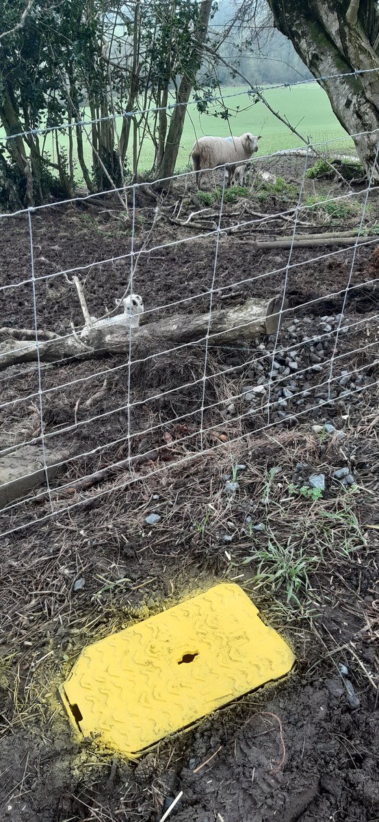 HWFRSHydrants's tweet photo. Spring has most definitely sprung this week. Things are starting to brighten up after a long grey winter.🐑🐣🌼 https://t.co/lq72eltkBf