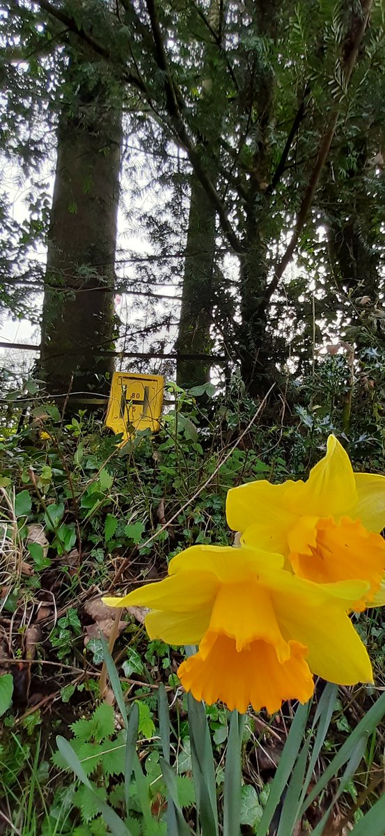 HWFRSHydrants's tweet photo. Spring has most definitely sprung this week. Things are starting to brighten up after a long grey winter.🐑🐣🌼 https://t.co/lq72eltkBf