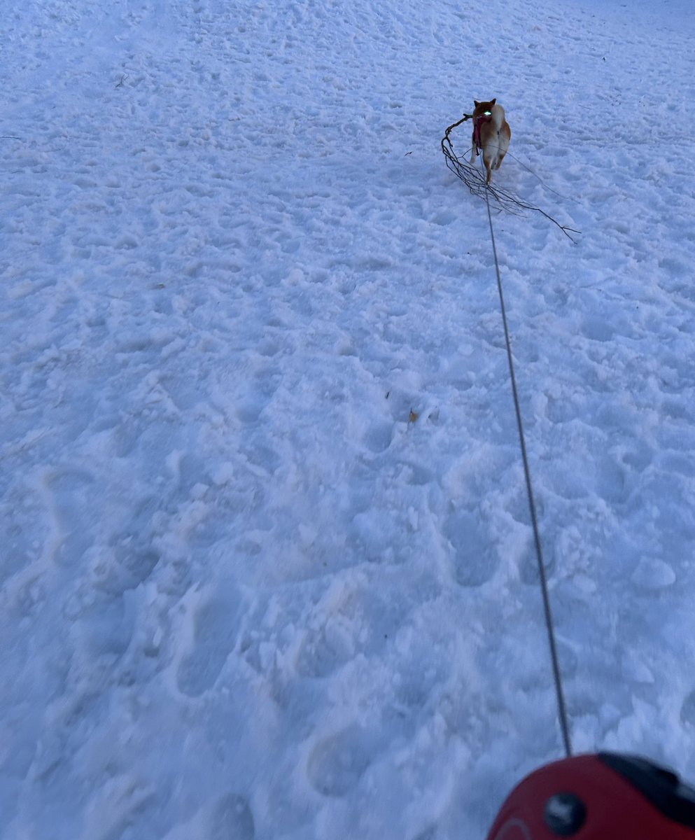 これはいい枝を見つけてルンルンで定位置に持って行く可愛い柴犬