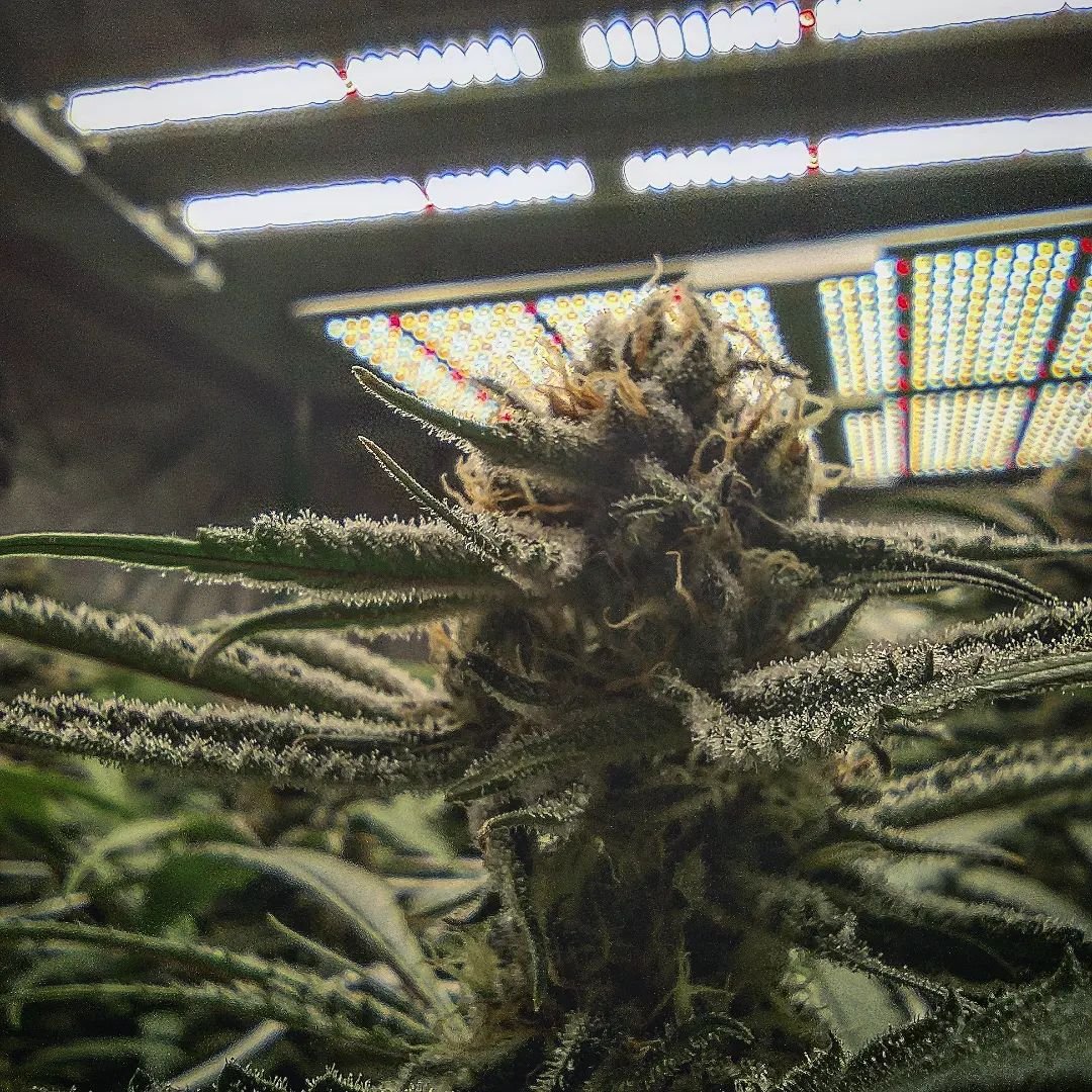 Do you experience such effects with the SE7000 you're using? 🙌

By the way, have a great weekend!☀️

#SE7000 #spiderfarmerled  #Harvest  #cannabis