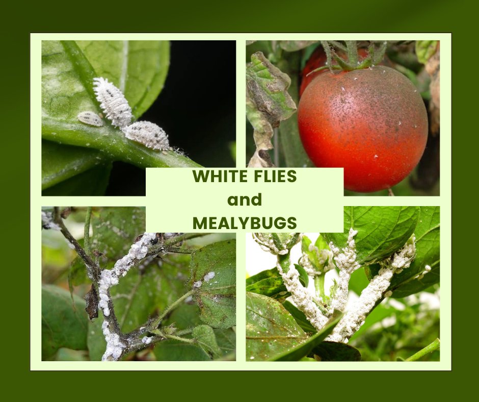 '🚨 Pest Alert: Whiteflies & mealybugs damaging gardens! 🌱 These tiny pests suck sap & spread disease, causing yellowing leaves & sticky residue. Stay vigilant! Prune affected areas & consider natural predators like ladybugs. #GardenCare 🌿🐞'
Call/Whatsapp: 0776563221